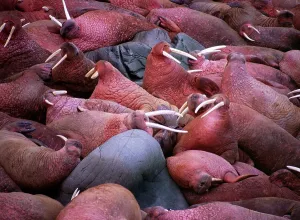 Walrus Prints: USA, Alaska, Bering Sea, Walrus Island State Game Sanctuary