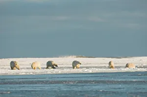 Medium Group Of Animals Prints: USA, Alaska, Brooks Range, Arctic National Wildlife Refuge