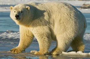 Brooks Range Prints: USA, Alaska, Brooks Range, Bernard Spit Polar bear (Ursus maritimus) subadult on newly formed pack ice