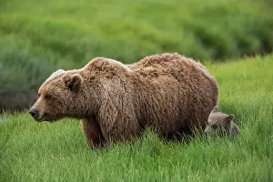 Wilderness Area Prints: USA, Alaska, Brown bear and cub