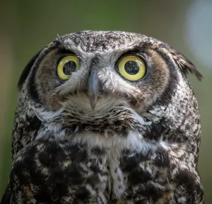 Birds Of Prey Prints: Usa, Alaska. A captive great horned own stares into the camera