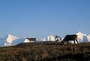 Denali Prints: USA, Alaska, Denali National Park