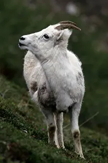 Female Animal Prints: Usa, Alaska, Denali National Park, Cathedral Mountain, Dall Sheep, Female