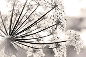 Inside Passage Prints: USA, Alaska, Glacier Bay National Park. Close-up of cow parsnip in Bartlett Cove