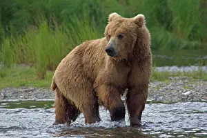 Brown Bear Prints: USA, Alaska, Katmai. Grizzly bear walking in river