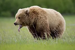 Brown Bear Prints: USA, Alaska, Katmai National Park
