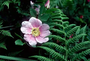 Rose Prints: USA, ALASKA, KODIAK ISLAND WILD ROSES AND FERNS
