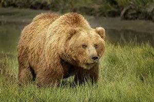 Predatory Prints: USA, Alaska, Lake Clark National Park. Grizzly bear sow close-up