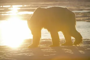 Beaufort Sea Prints: USA, Alaska, North Slope, Arctic National Wildlife Refuge