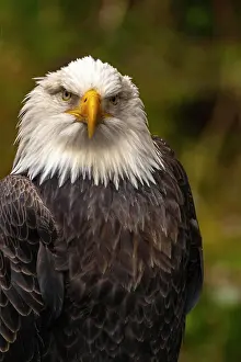 Jaynes Gallery Prints: USA, Alaska, Sitka, Alaska Raptor Center. Captive bald eagle