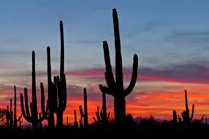 Arizona Prints: USA, Arizona, Pima County, Saguaro National Park, Sonoran Desert. Saguaro cacti and sunset