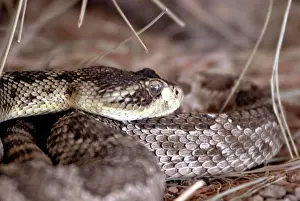 Predatory Prints: USA, Arizona, Tucson. Arizona-Sonora Desert Museum. Rattlesnake, captive