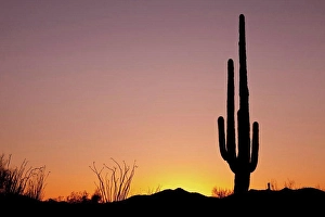 Tucson Prints: USA, Arizona, Tucson, Saguaro National Park, Saguaro Cactus at Sunset