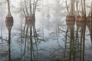Mystery Prints: USA, Arkansas, Galloway, Foggy morning in cypress swamp in winter