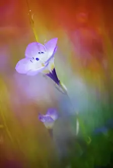 Spring Time Prints: USA, California, Abstract of gilia amidst other wildflowers