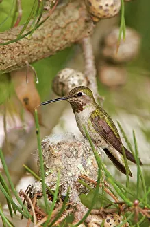 New Life Prints: USA, California, Anna's Hummingbird (Calypte anna) nest