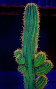 USA, California. Backlit saguaro cactus