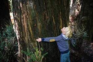 Blond Hair Prints: USA, California, Big Sur, Boy (8-9) hugging big tree trunk