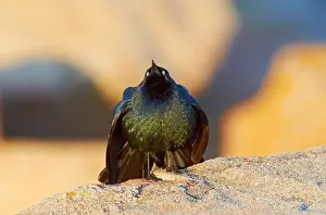Curiosity Prints: USA, California, Brewer's Blackbird (Euphagus cyanocephalus) male