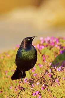 Daisy Prints: USA, California, Brewer's Blackbird (Euphagus cyanocephalus) perching on sea daisy's
