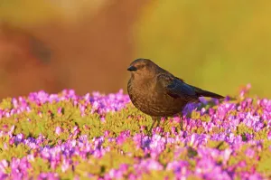 Daisy Prints: USA, California, Brewer's Blackbird (Euphagus cyanocephalus) perching on sea daisy's