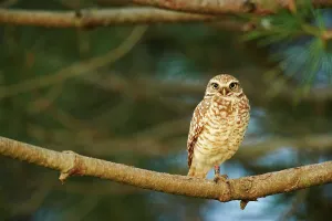Silence Prints: USA, California, Burrowing Owl (Athene cunicularia) perching on branch