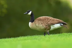 Goose Prints: USA, California, Canada Goose (Branta canadensis) adult
