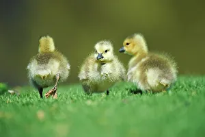Goose Prints: USA, California, Canada Goose (Branta canadensis) chicks