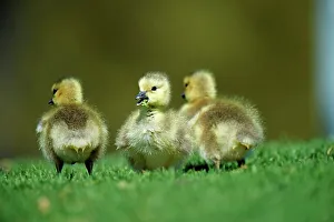 Goose Prints: USA, California, Canada Goose (Branta canadensis) chicks