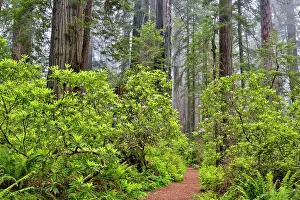 Darrell Gulin Prints: USA, California. Del Norte Redwoods State Park springtime with redwoods and rhododendrons