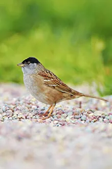 Pebble Prints: USA, California, Golden-crowned Sparrow (Zonotrichia atricapilla) standing on pebbles