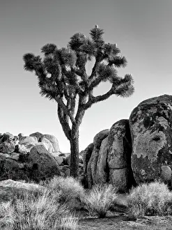 Arid Prints: USA, California, Joshua Tree National Park, Joshua tree lit by early morning sun