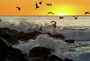 Scenics Prints: USA, California, Los Angeles, Westchester