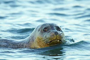 Monterey Bay Prints: USA, California, Monterey Bay, Common harbor seal (Phoca vitulina) sticking head out of water