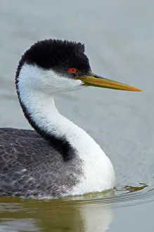 Monterey Bay Prints: USA, California, Monterey Bay, Western Grebe (Aechmophorus occidentalis), close-up