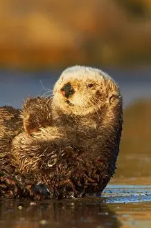 Contemplating Prints: USA, California, Monterey, Sea otter (Enhydra lutris) on beach in evening light