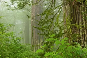 Jaynes Gallery Prints: USA, California, Redwoods National Park. Fog in Ladybird Johnson Grove