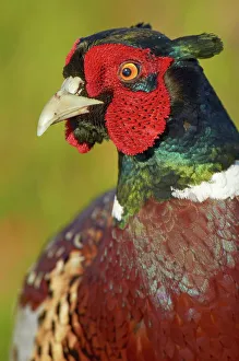 Animal Eye Prints: USA, California, Ring necked Pheasant (Phasianus colchicus), close-up