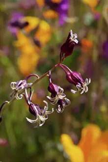 Jaynes Gallery Prints: USA, California, San Diego. Wildflowers in Rattlesnake Canyon