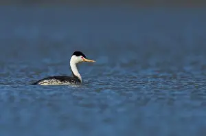 Adventure Prints: USA, California, San Francisco Bay, Clark's Grebe (Aechmophorus clarkii) swimming