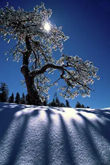 Covering Prints: USA, California, Sequoia National Park, Sunset Rock, Snow through Pine