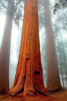 Mystery Prints: USA, California, Sequoia National Park, Grants Forest Area, Giant Sequoias shrouded in fog