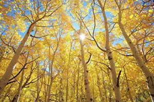 Leave Prints: USA, California, Sierra Nevada Mountains. Fall colors of aspen trees in bright sunshine