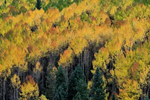 Colorado Prints: Usa, Colorado. Autumn yellow aspen, fir trees, Uncompahgre National Forest