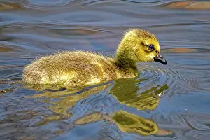 Baby Animal Prints: USA, Colorado, Fort Collins. Canada goose gosling in water
