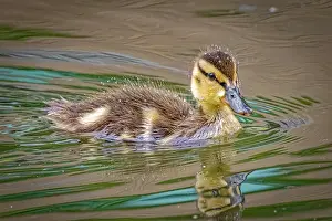 Lord Prints: USA, Colorado, Fort Collins. Mallard duck duckling in water