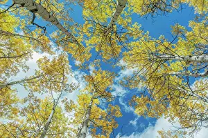 National Forest Prints: Usa, Colorado, Gunnison National Forest