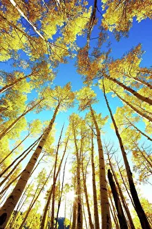 Colorado Prints: USA, Colorado, Quaking aspens (Populus tremuloides) during fall