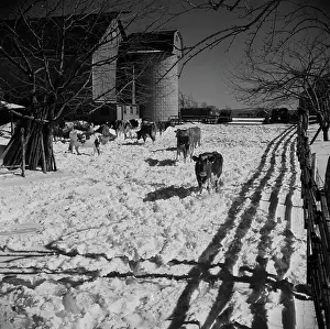 Livestock Prints: USA, Connecticut, Farm scene in winter
