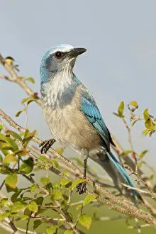 Florida Prints: USA, Florida, Deltona, Florida Scrub Jay perching on branch at Lyonia Preserve